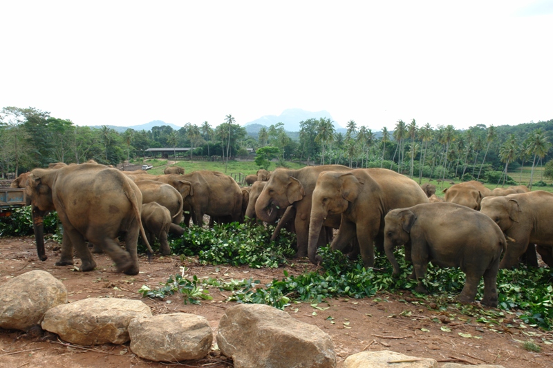     , - (Pinnawela-orphanage - feeding elephants, Sri-Lanka)